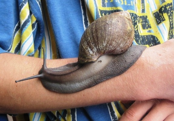 Schnecke1